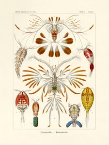 Copepoda, 1899-1904 autorstwa German School