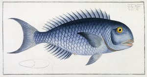 Coryphaena Coerulea autorstwa German School