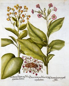 Żurawina i Tytoń Kwitnący, z Hortus Eystettensis, Basil Besler (1561-1629), wyd. 1613 (grawerowanie ręcznie kolorowane) autorstwa German School