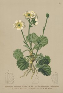 Bażyna czarna (Ranunculus crenatus) autorstwa German School