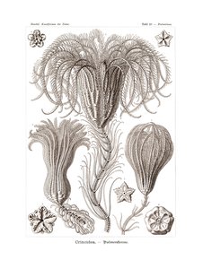 Crinoidea, 1899-1904 autorstwa German School
