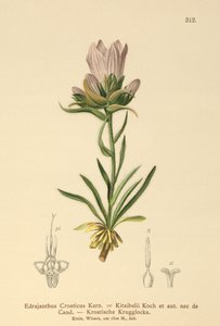 Chorwacki dzwon trawiasty (Edrajanthus Croaticus, Edraianthus croaticus, Edraianthus Kitaibellii, Edraianthus graminifolius, Edraianthus albanicus, Wahlenbergia graminifolia) autorstwa German School
