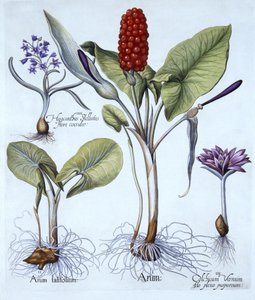 Kukułka, wiosenny szafran łąkowy, hiacynt gwiaździsty, z Hortus Eystettensis, Basil Besler (1561-1629), wyd. 1613 (grawerowanie ręcznie kolorowane) autorstwa German School