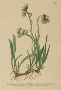 Cudweed (Gnaphalium Carpathicum) autorstwa German School
