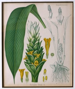 Curcuma longa (kurkuma) z roślin leczniczych firmy Kohlers autorstwa Franza Eugena Kohlera autorstwa German School