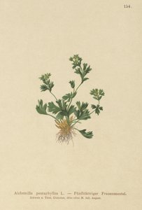 Cut Leaved Ladys Mantle (Alchemilla pentaphyllea) autorstwa German School