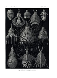 Cyrtoidea, 1899-1904 autorstwa German School