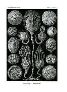 Cystoidea, 1899-1904 autorstwa German School