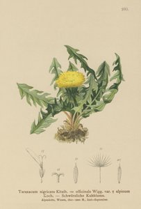 Mniszek lekarski (Taraxacum nigricans, Taraxacum officinale var. Alpinum) autorstwa German School