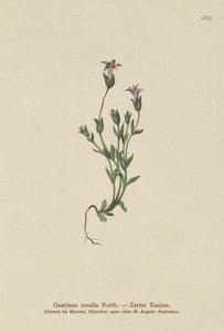 Duńska goryczka karłowata (Gentiana tenella, Gentianella tenella, Comastoma tenellum) autorstwa German School