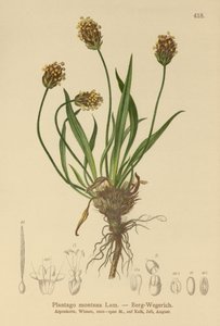 Babka Ciemna (Plantago atrata, Plantago montana) autorstwa German School