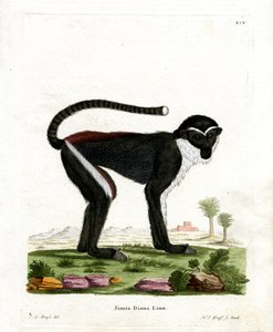 Diana Monkey (kolorowy grawerunek) autorstwa German School