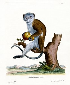 Diana Monkey (kolorowy grawerunek) autorstwa German School