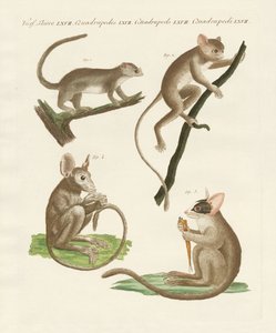 Różne rodzaje lemurów autorstwa German School