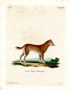 Dingo (kolorowy grawer) autorstwa German School