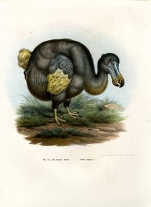 Dodo, 1864 r. autorstwa German School
