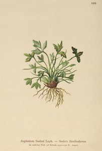 Dolomit Spleenwort (Asplenium Seelosii) autorstwa German School