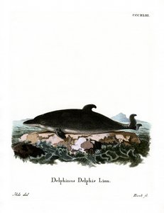 Delfin (kolorowy grawer) autorstwa German School