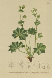 Downy Ladys Mantle (Alchemilla pubescens, Alchemilla glaucescens, ) autorstwa German School