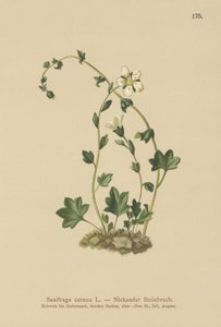 Opadająca skalnica (Saxifraga cernua) (kolor lito) autorstwa German School