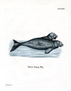 Dugong (kolorowy grawer) autorstwa German School