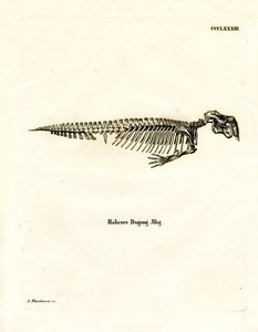 Szkielet Dugong (kolorowy grawerunek) autorstwa German School