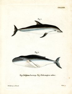 Dusky Dolphin (kolorowy grawerunek) autorstwa German School
