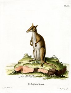Dusky Wallaby (kolorowy grawerunek) autorstwa German School