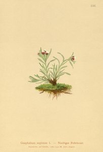 Cudweed karłowaty (Gnaphalium supineum) autorstwa German School