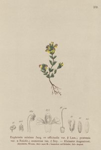 Świetlik karłowaty (Euphrasia minima, Euphrasia officinalis, Euphrasia pratensis var. nemorosa) autorstwa German School