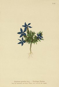 Goryczka karłowata (Gentiana pumila) autorstwa German School