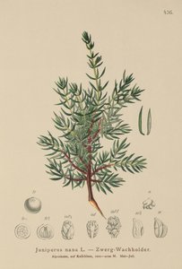 Jałowiec karłowaty (Juniperus nana, Juniperus communis subsp. nana, Juniperus communis var. saxatilis) autorstwa German School