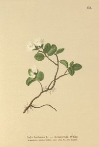 Wierzba karłowata (Salix herbacea) autorstwa German School
