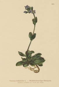 Przetocznik karłowaty (Veronica bellidioides) autorstwa German School