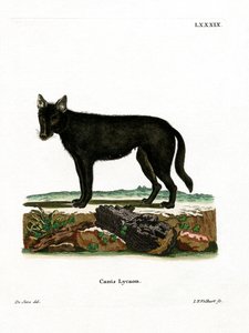 Eastern Timber Wolf (kolorowy grawerunek) autorstwa German School