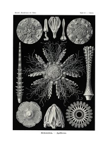 Echinidea, 1899-1904 autorstwa German School