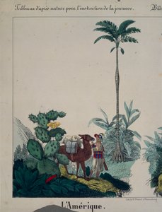 Plakat edukacyjny przedstawiający florę i faunę Ameryki Południowej, lewa strona, wyd. F. Wentzel, Weissenburg, 1840 (patrz także 379942)