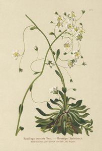 Skalnica inkrustowana (Saxifraga crustata) autorstwa German School