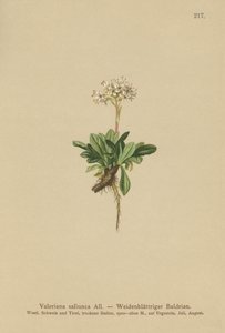 Valeriana liściowa (Valeriana saliunca) autorstwa German School