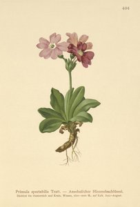 Wiesiołek alpejski (Primula spectabilis, Auriculastrum primula) autorstwa German School