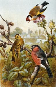 Szczygieł, Icterine Greenbul i Gil zwyczajny, płyta z "Brehms Tierleben: Allgemeine Kunde des Tierreichs", tom 4, s. 57, opublikowane przez Bibliographisches Institut autorstwa German School