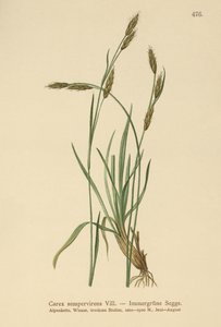 Turzyca zimozielona (Carex sempervirens) autorstwa German School