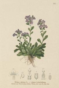 Wróżka naparstnica (Erinus alpinus) autorstwa German School