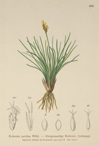 Turzyca fałszywa (Kobresia simpliciuscula, Kobresia caricina) autorstwa German School