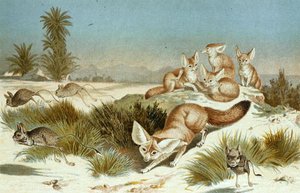 Fennec Fox, płyta z "Brehms Tierleben: Allgemeine Kunde des Tierreichs", t.2, s.202, opublikowane przez Bibliographisches Institut. autorstwa German School