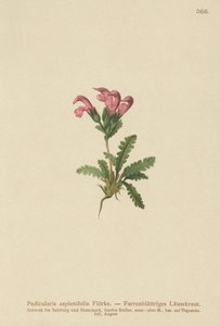 Wszawica paprociowa (Pedicularis asplenifolia) autorstwa German School