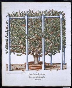 Ficus Indica Eystten z Hortus Eystettensis Basila Beslera (1561-1629) wyd. 1613 (ręcznie kolorowane grawerowanie) autorstwa German School
