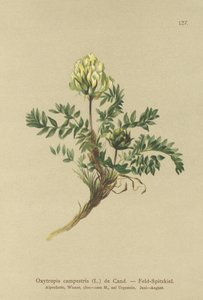 Locoweed polny (Oxytropis campestris) autorstwa German School