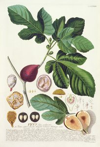 Ryc ryt. Johann Jakob Haid (1704-67) tablica 73 z księgi botanicznej, wyd. przez Augusta Vind autorstwa German School
