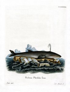 Fin Whale (kolorowy grawerunek) autorstwa German School